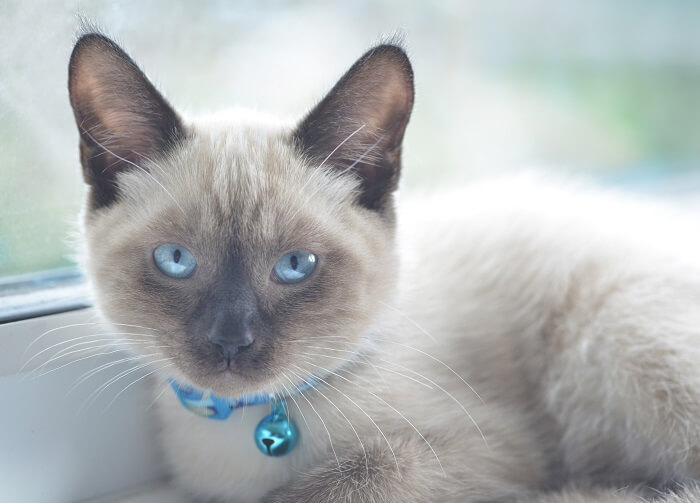 An image of a Colorpoint Shorthair cat, displaying its vibrant coat colors and distinctive point markings.