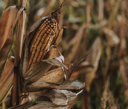 Corn Crop withered