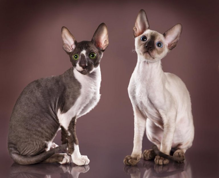 Cornish Rex Cat Care