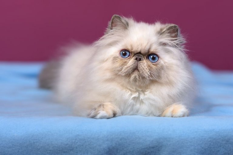 About the Himalayan Cat