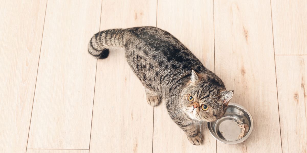 Cute Exotic Shorthair cat near empty bowl featured image