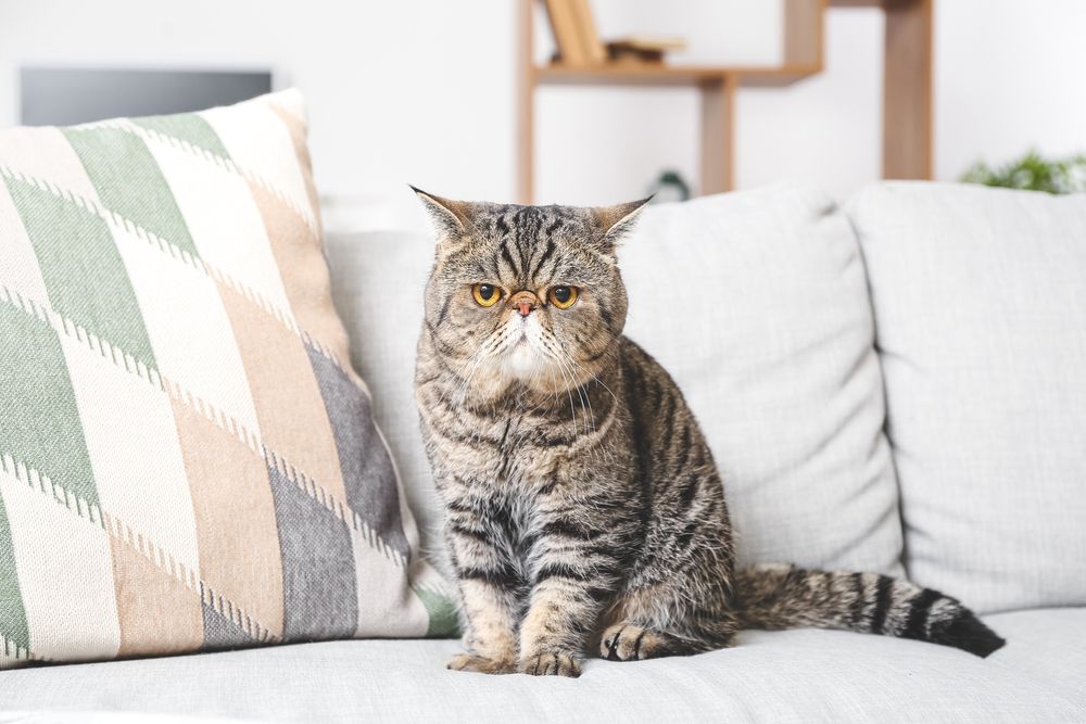 Cute Exotic Shorthair cat on the sofa at home