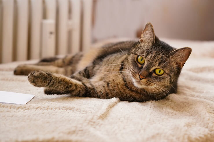 Cute German cat, radiating charm and cuteness