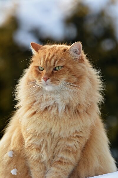 Siberian Cat History