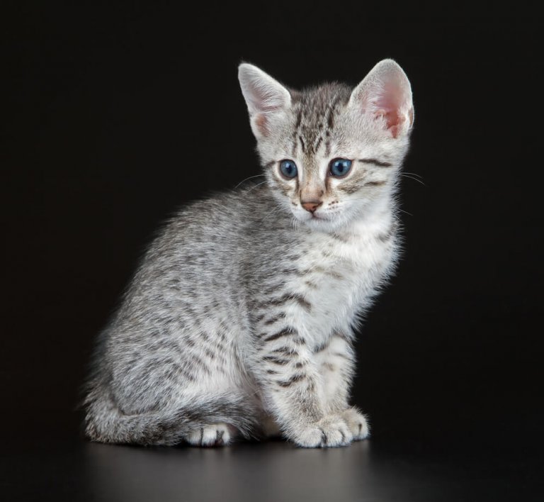 Egyptian Mau Cat History