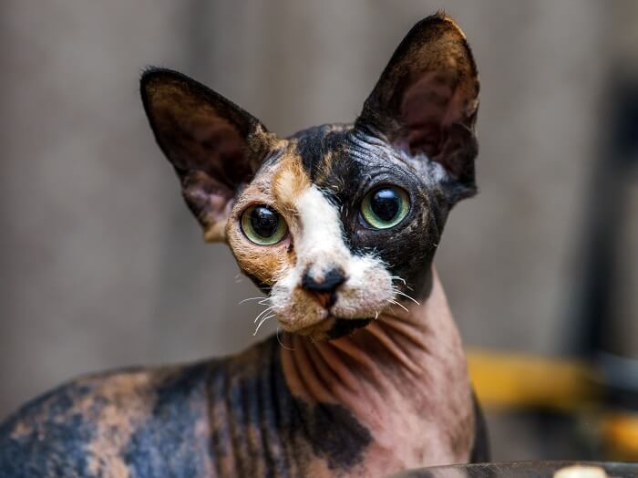 Image of a cute Sphynx cat, recognized for its hairlessness and unique appearance, in an endearing and captivating pose.