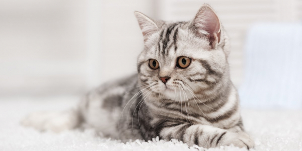 250 Coolest And Cutest Cat Names With Meanings