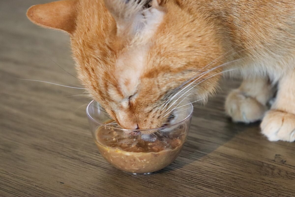 Best Cat Foods For Pancreatitis