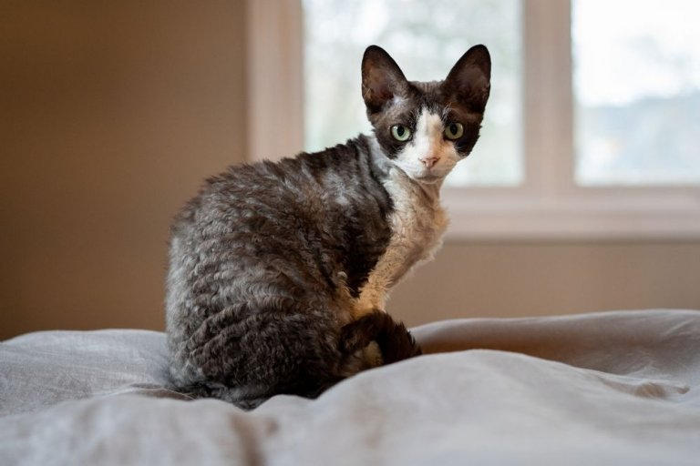 Devon Rex Cat History