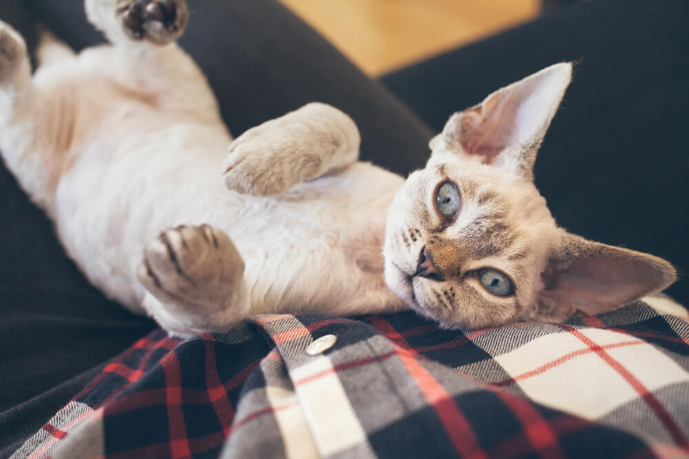 Devon Rex Cat sleeping