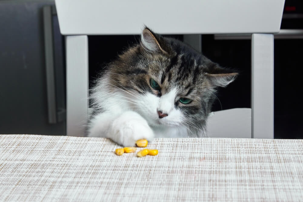 Image depicting a domestic cat attempting to interact with corn