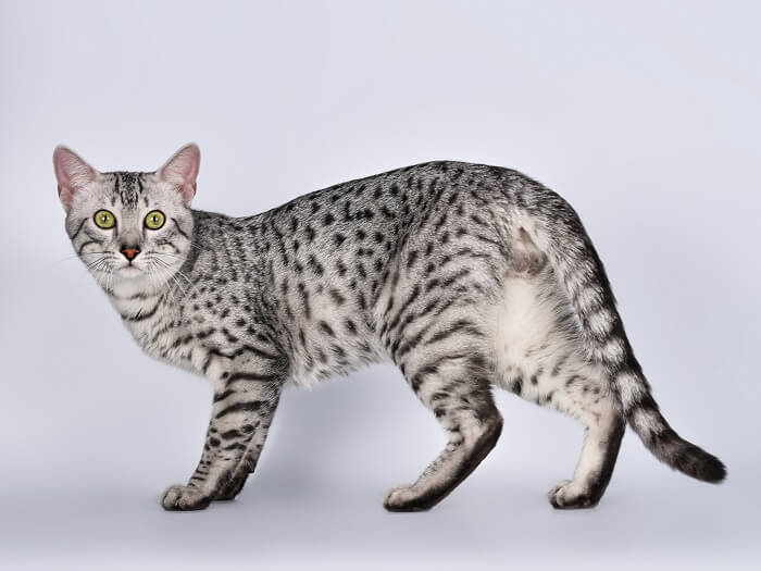 Egyptian Mau