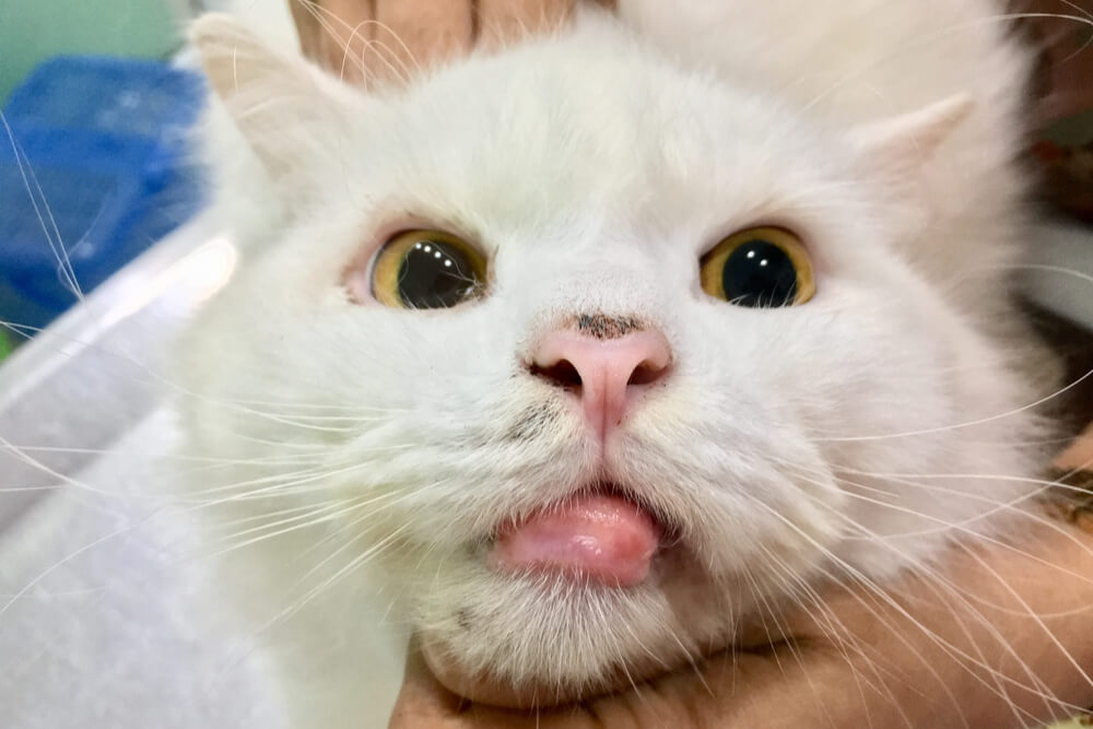 Eosinophilic Granuloma in Cats Example Photo