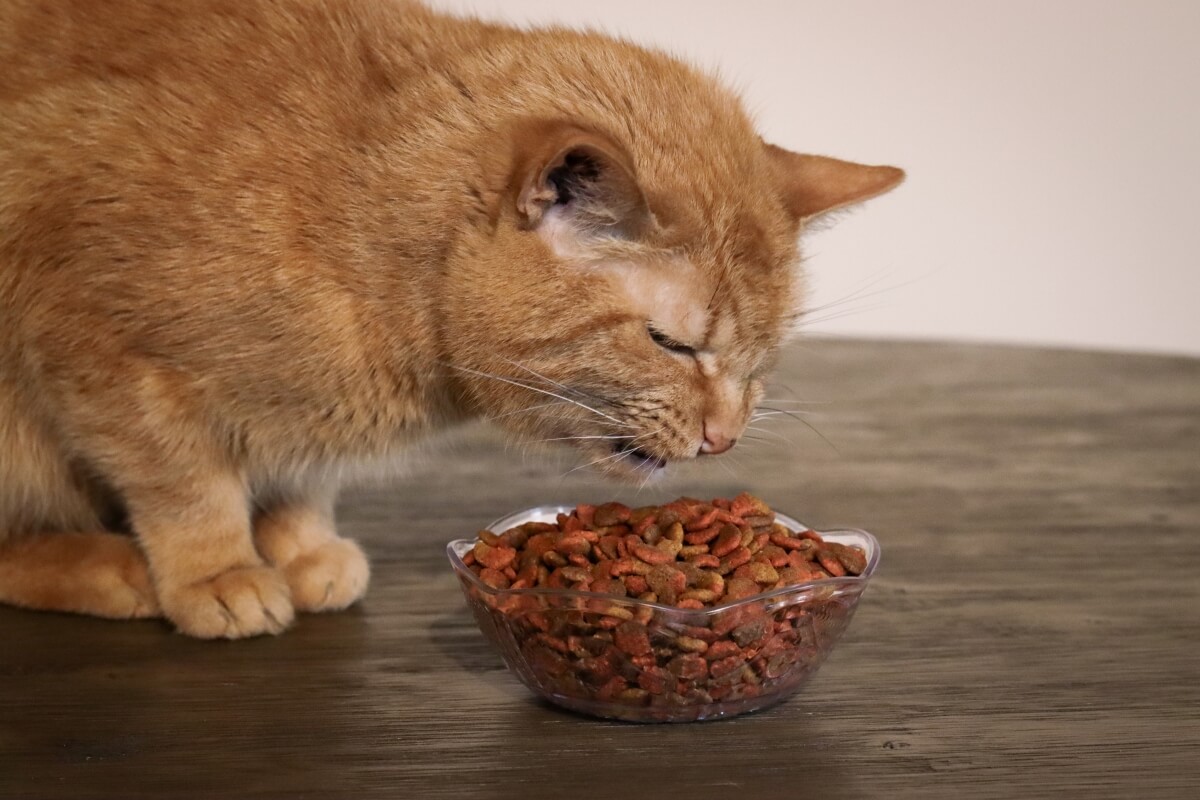 Questionable Cat Food Ingredients to Avoid