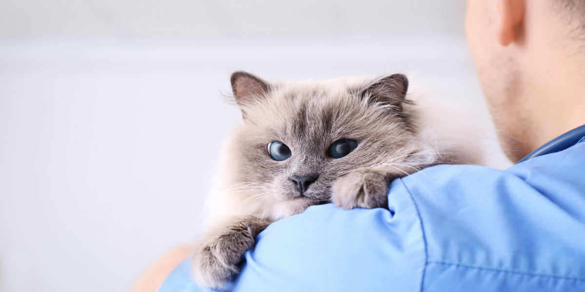 cat at vet