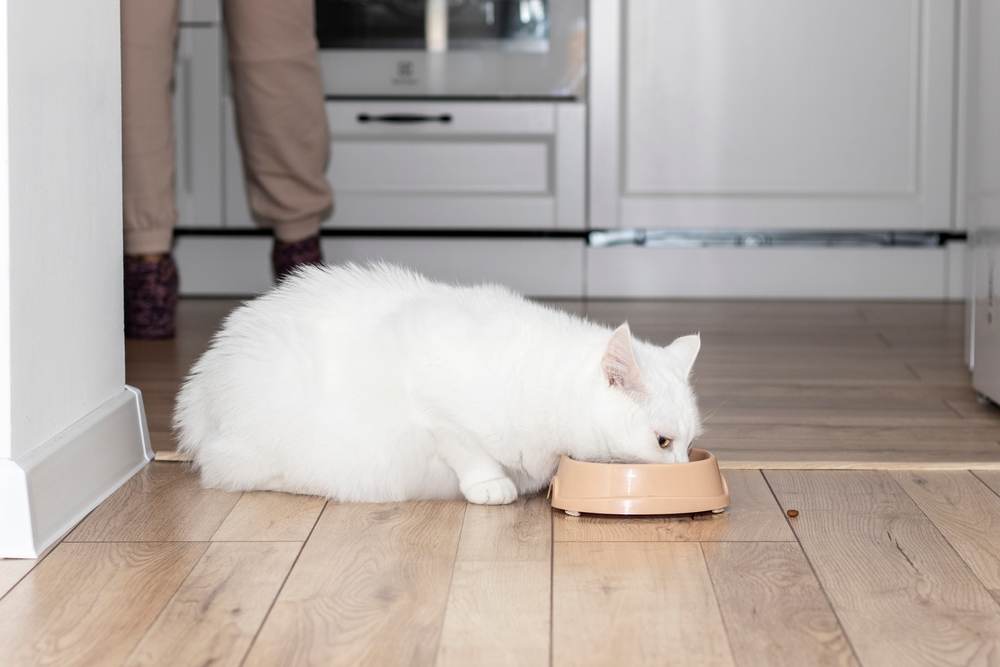 feeding pregnant cat