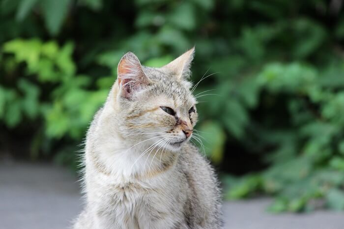 feline herpesvirus and the eye featured image