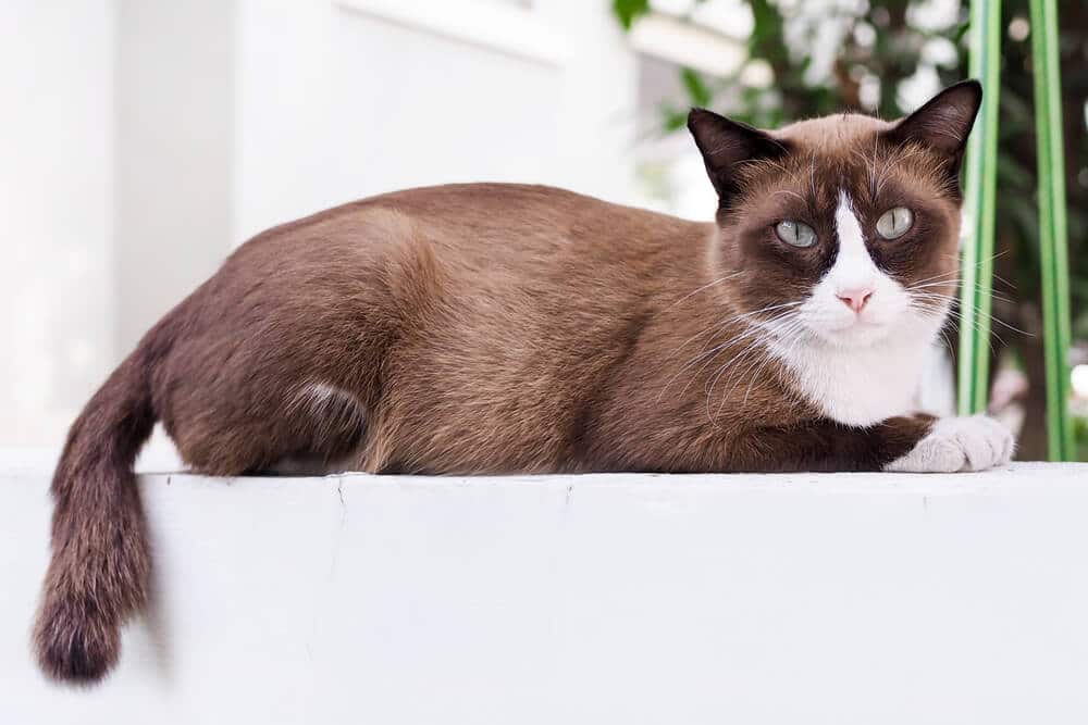 Brown and White Cat Sitting on White Platform