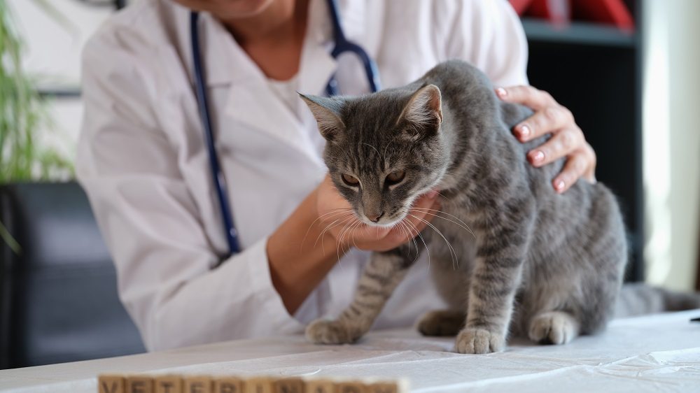 Cat Coughing