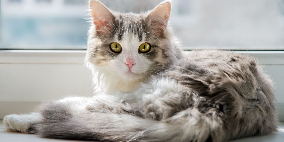 A fluffy female cat lying on a windowsill.