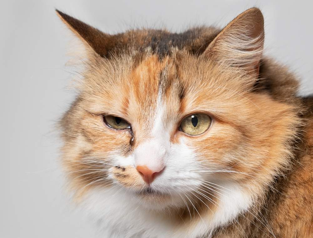 Front view of a cat with one eye glassy, teary, and discolored