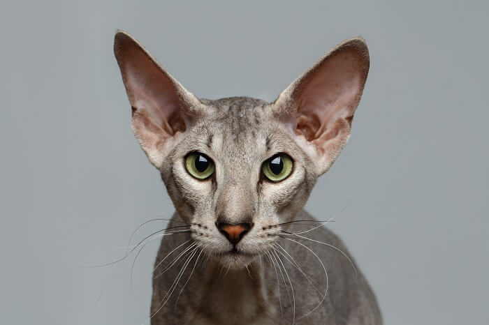 funny Peterbald