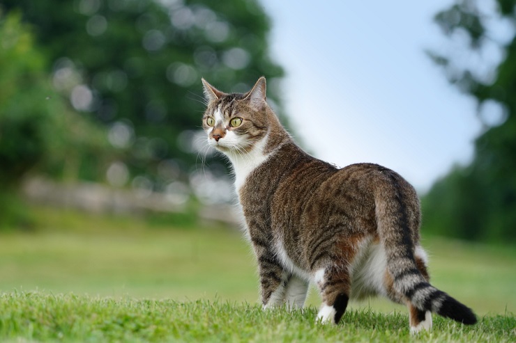 A cute German cat, showcasing the adorable appearance of a feline from Germany.