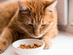 ginger cat looks at small white bowl filled with kibble