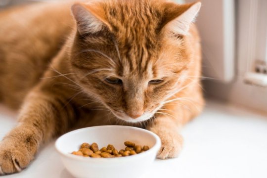 Cat Not Eating but Acting Normal: When To Worry