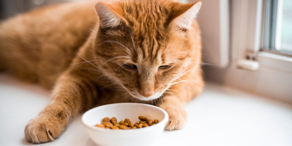 ginger cat looks at small white bowl filled with kibble