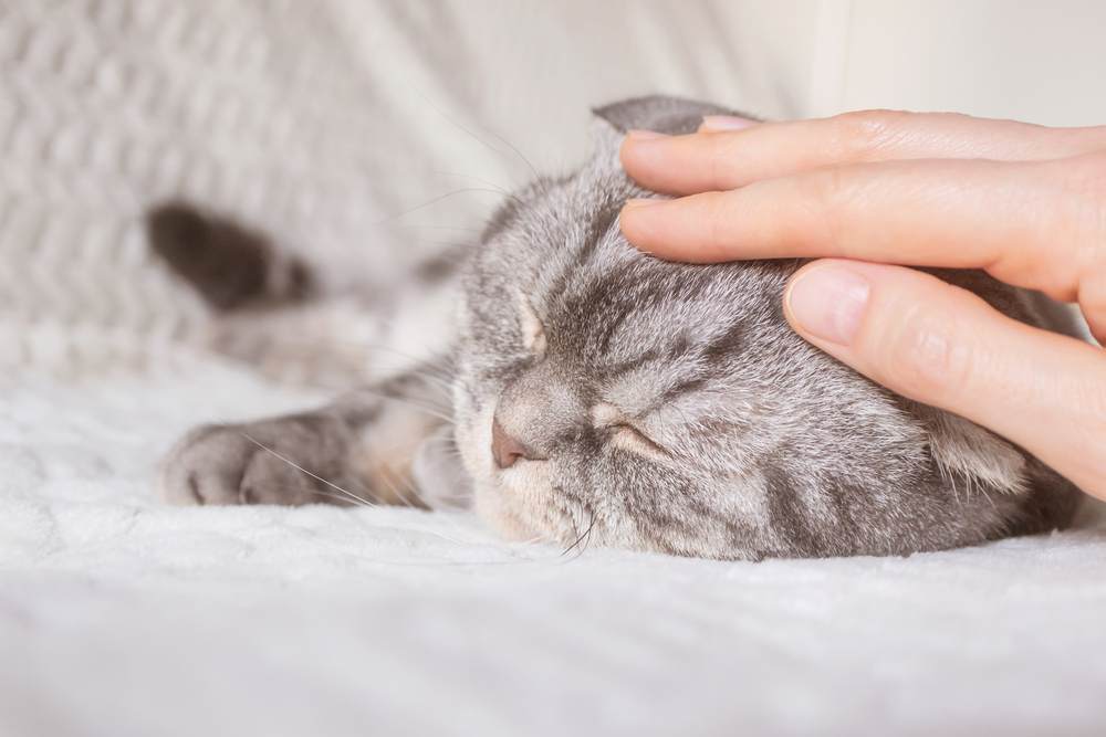 Giving tender loving care (TLC) to an injured cat