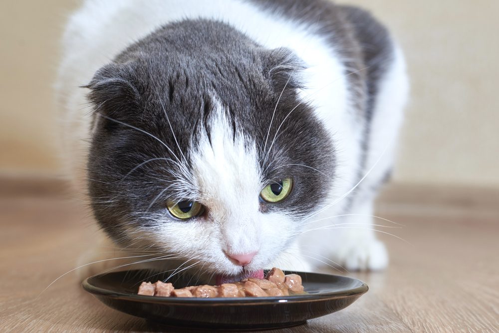 gray and white cat eats wet food from a shallow black bowl