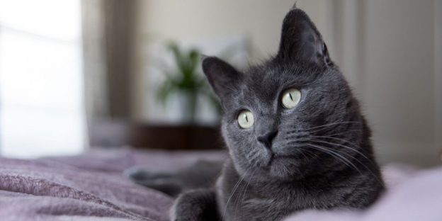 300 Best Grey Cat Names With Meanings