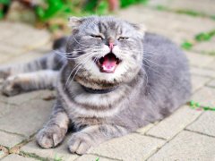 Gray tabby cat sneezes