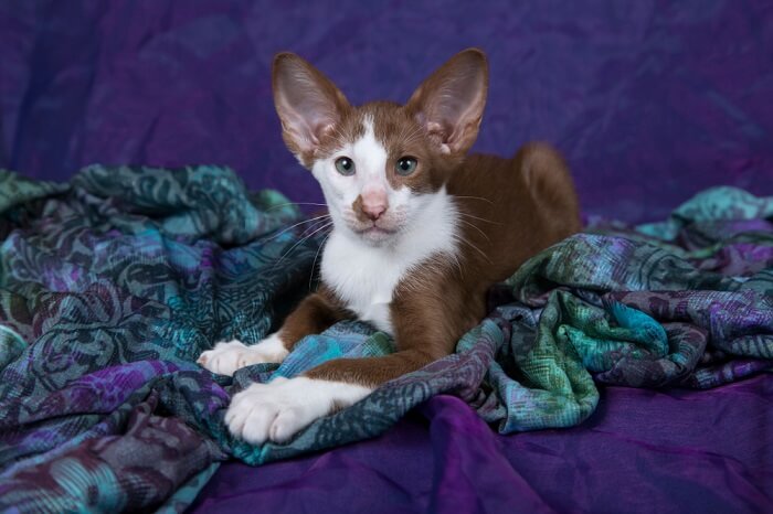 About the Oriental Bicolor Cat