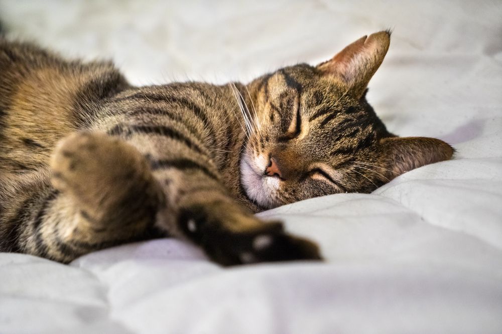 Grey tabby cat peacefully sleeping on a bed