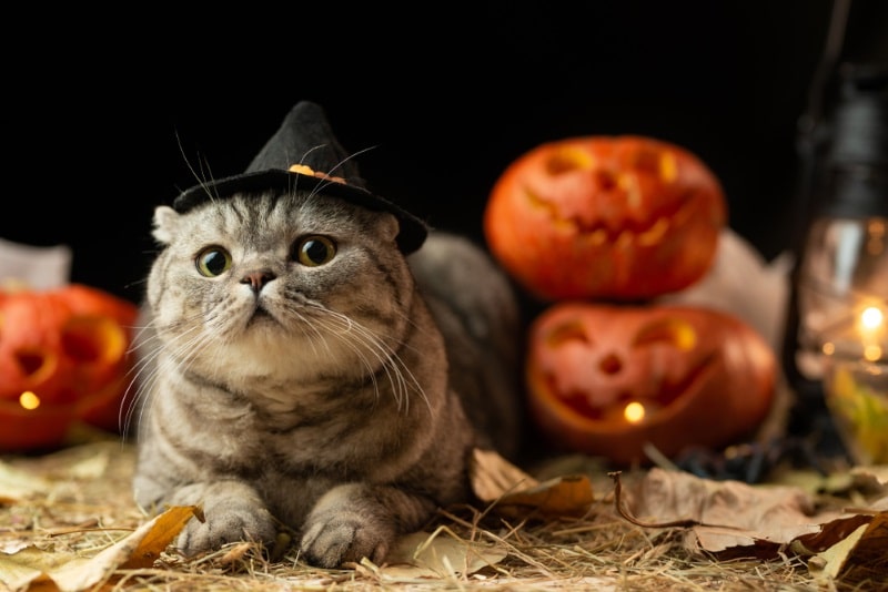 Halloween Cat