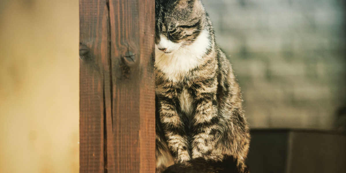 cat pressing head into wall