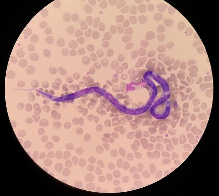 Heartworm