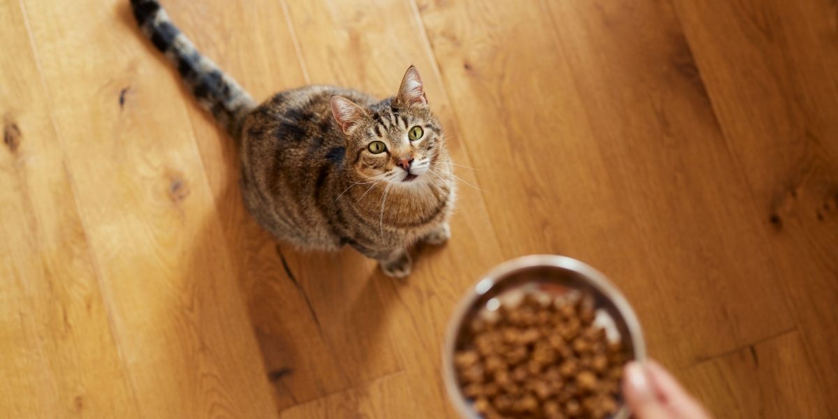 High angle view of woman feeding with dry food her cat at home