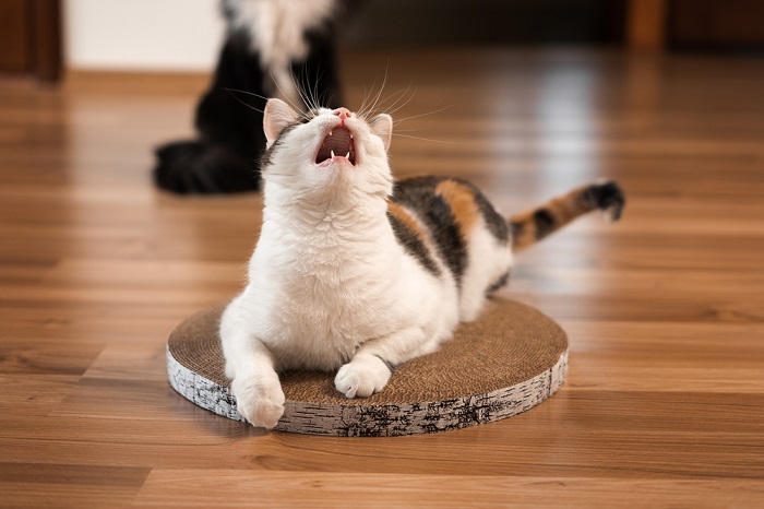 An image representing high-pitched sounds that can affect cats.