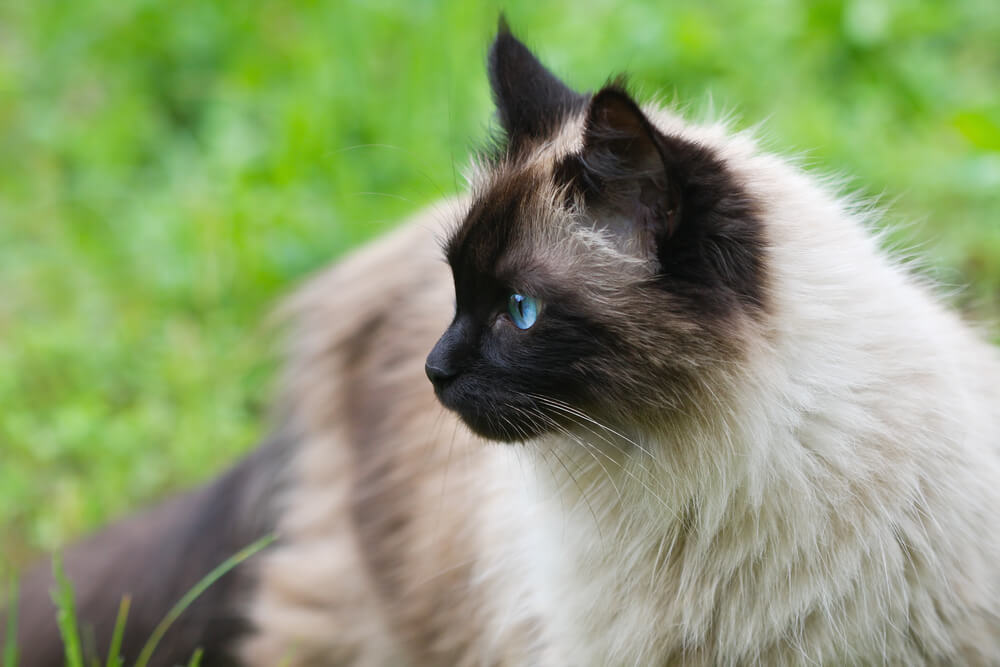 himalayan cat