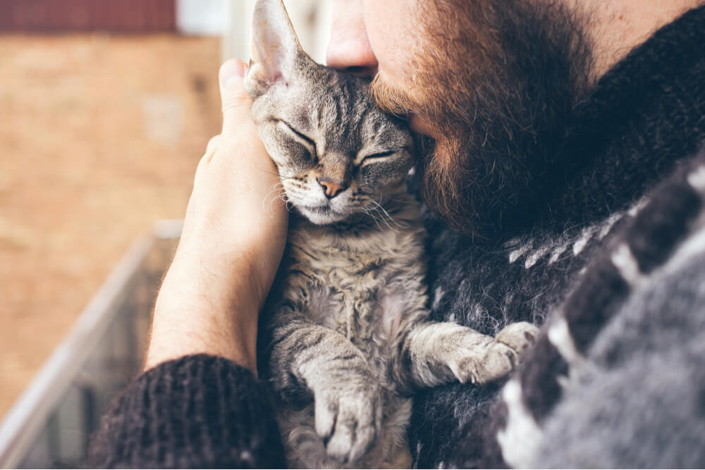 How to Make a Cat Love You Hugging