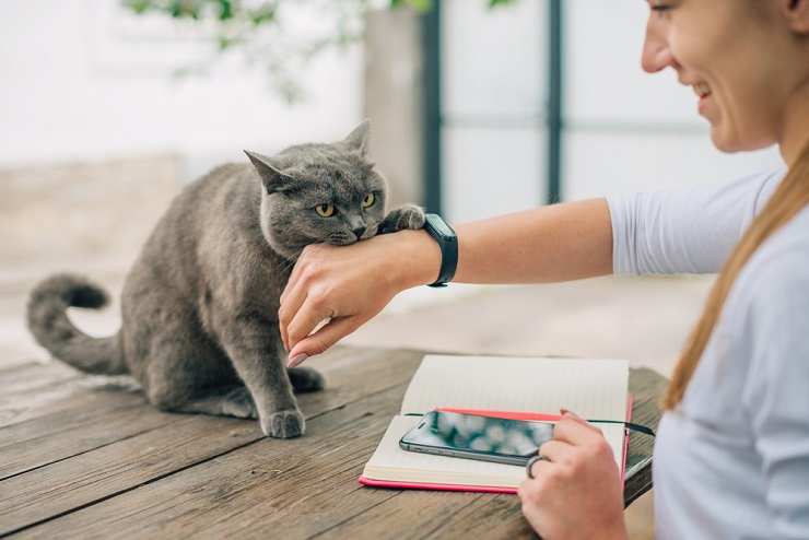 An image illustrating how to prevent or stop cat love bites, offering advice for maintaining safe and enjoyable feline interactions.