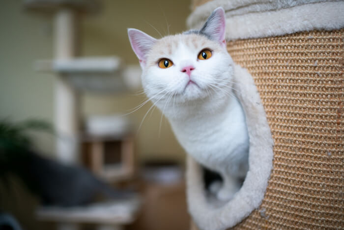 Cat in cat tree