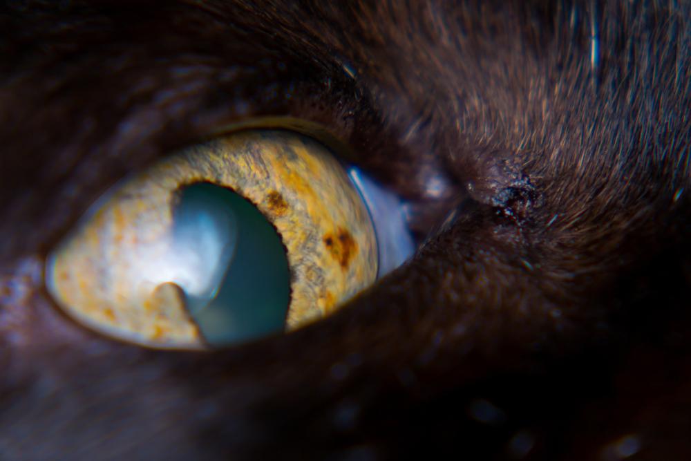 iris melanoma in adult cat, iris pigmentation