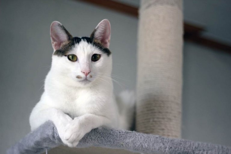 About the Japanese Bobtail Cat