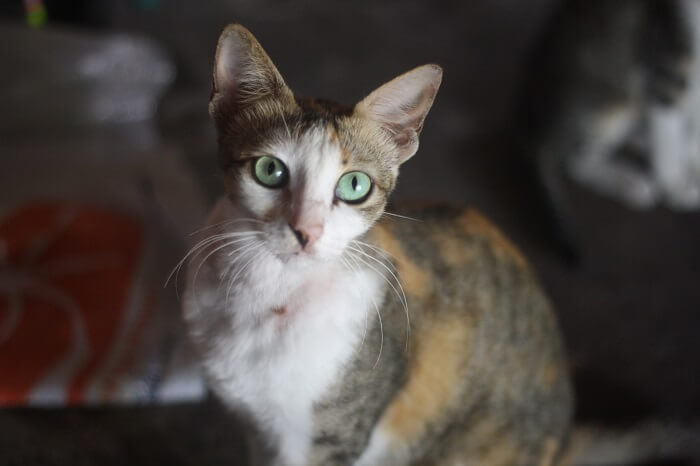 About the Javanese Cat