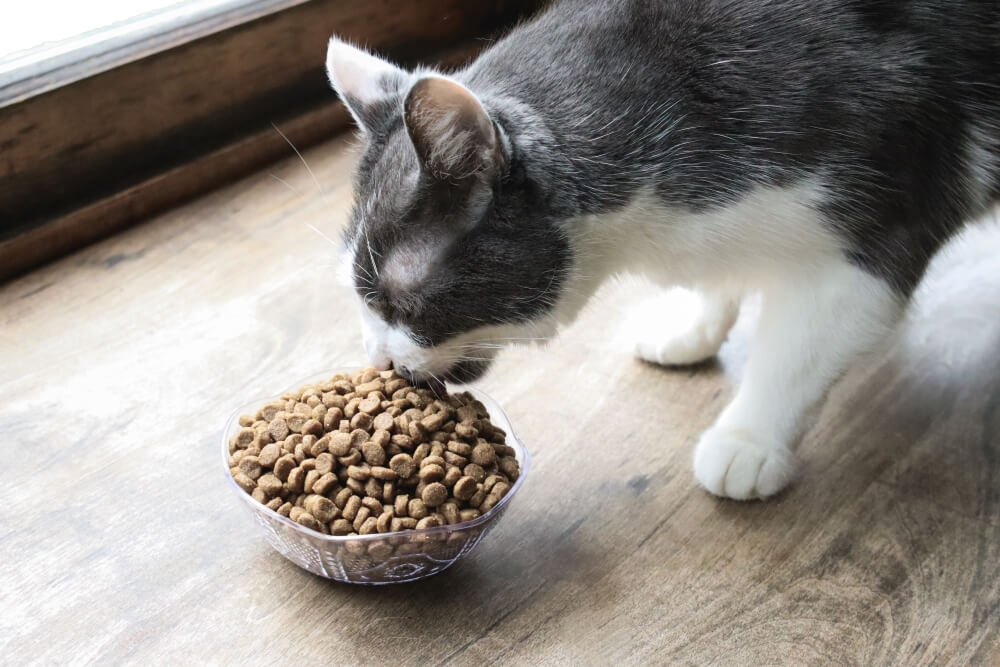 Orange and white cat eating dry food