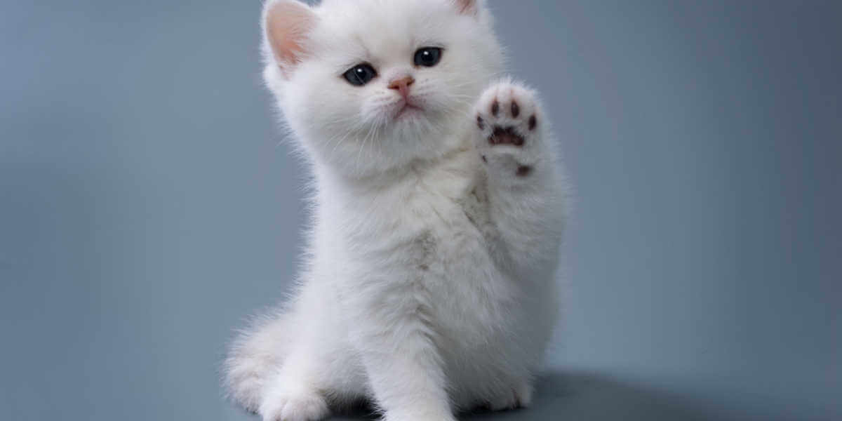 small white kitten